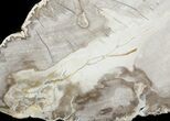 Araucaria Petrified Wood From Madagascar - #41603-1